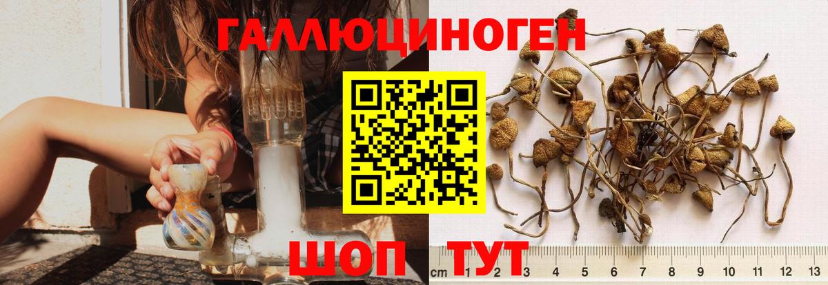 Вологда  Псилоцибиновые грибы MAGIC MUSHROOMS  Псилоцибиновые грибы Psilocybe  Вход с VPN 