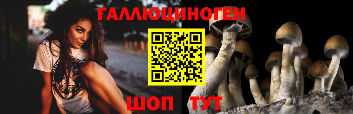 Галлюциногенные грибы Psilocybe Вологда